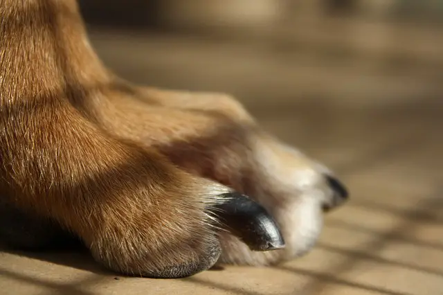 Best Dog Nail Grinder 